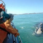 The Ultimate Outdoor Adventure The Ultimate Outdoor Adventure